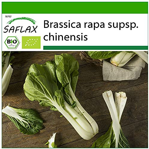 SAFLAX - Organic - Chinese Mustard Cabbage - Pak Choi - 300 Seeds - Brassica rapa supsp. chinensis