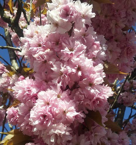 Zierkirsche `Kanzan´, Prunus serrulata, mehrtriebig, ca. 80-100cm, im 5L Topf
