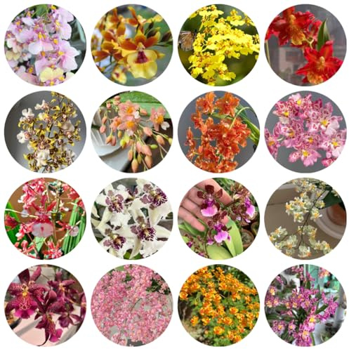 semi di orchidea oncidium resistenti all'esterno orchidee, ombra per aiuole rialzate per il giardino, 300pcs
