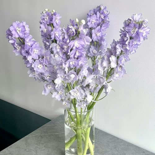 Semi di delphinium - semi di Consolida ajacis - regali per gli amanti del giardino resistenti da appartamento 800pcs