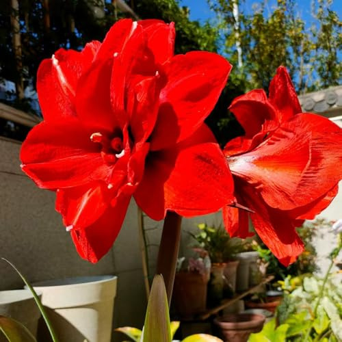 Amaryllis, seltene gartenblumen gartenpflanzen schmetterlingsblume 3zwiebeln