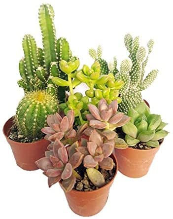 Italy Green Life - Set Mix di 6 Succulente Senza Spine e Cactus Veri vaso da 6,5cm | Mini Piante da Interno ed Esterno | Piante Resistenti per Scrivania, Casa e Ufficio | Regali Ecosostenibili