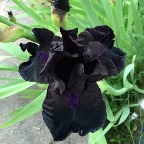 Bulbi Di Iris Barbuto Di Colore Misto,Dea Dell'Arcobaleno, Giglio Di Spada,I Petali Sono A Forma Di Spada,Lampadina Dell'Iride,Bulbo Dell'Iride Misteriosa Iris Barbuta,Iride Barbuta-6 Bulbi-A
