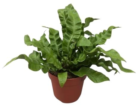 Asplenium Vivo Helecho Decorativo y Fácil de Cuidar