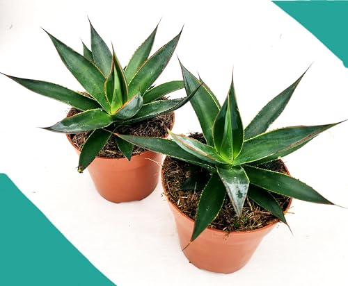 POWERS TO FLOWERS - AGAVE AMERICANA NANA BLU, 2 PIANTE, Vaso 13cm diametro, Resistente al gelo, Pianta Vera