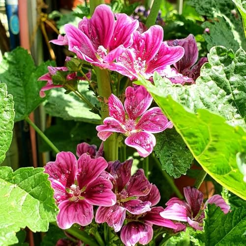 semillas de malva silvestre, variedades antiguas, resistentes de malva de silvestres, lecho elevado en resistentes 1000pcs