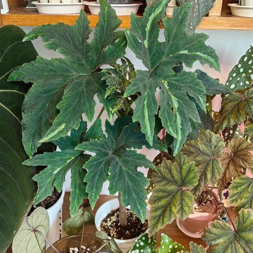 begonia Decoraciones otoñales un jardín resistente begonias de interior purificadoras de aire oficina hoja semillas silvestres sombra 350semillas