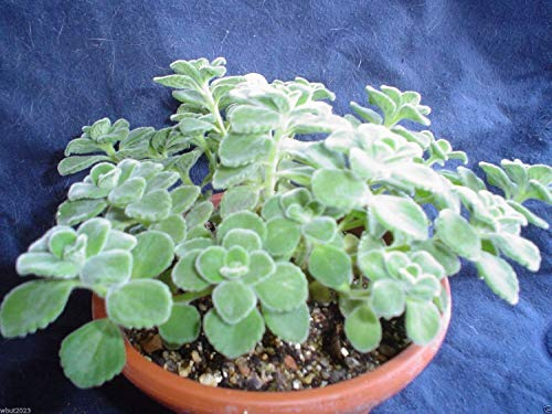 Broad Leaf Thyme AKA Cuban Oregano, Spanish thyme, Mexican thyme