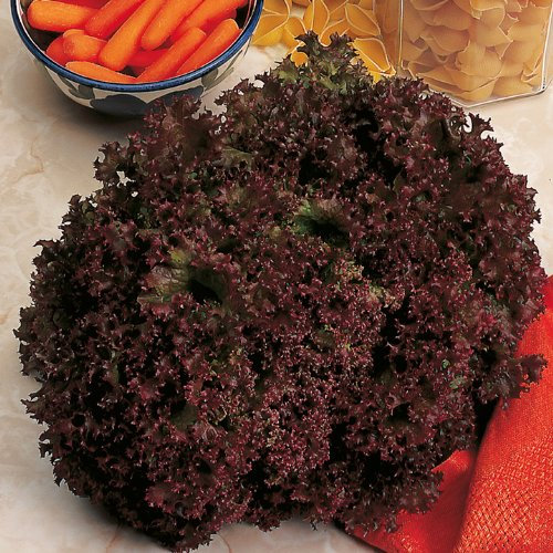 Suttons Seeds 168458 Lettuce Lollo Rossa Seed