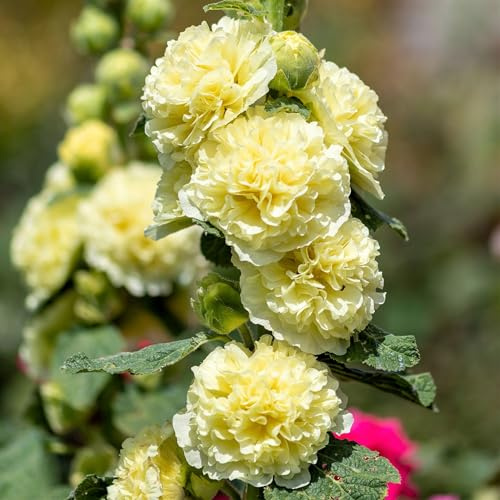 Eden Brothers Hollyhock Seeds - Majorette Double Yellow