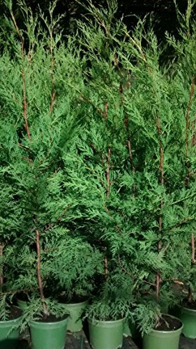 LOT of 10 Green LEYLANDII Hedging Green Conifer Approx 2.5-3 Foot Tall