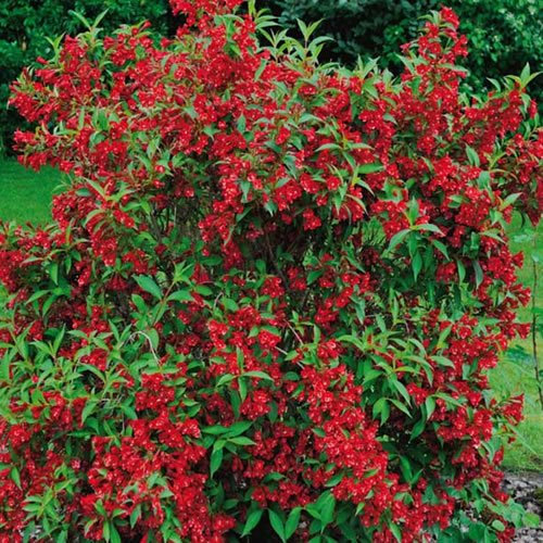 GardenersDream Weigela Red Prince Plant - Low Maintenance Deciduous Shrub in 9cm Pot - Outdoor Garden Ready Flowering Shrub - Outdoor Hardy Shrubs for Gardens, Borders, and Beds (9cm Pot, 20-30cm)