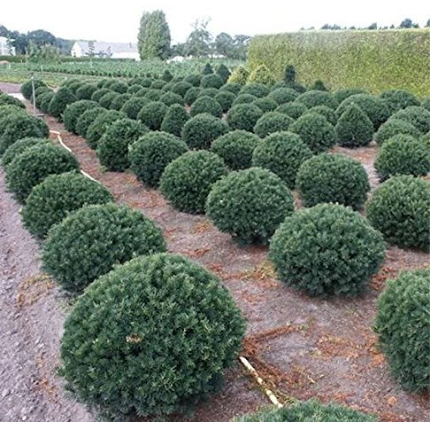 Taxus baccata 'Hessei' 25–30 cm – Winterhart, Immergrün, Pflegeleicht – Eibe Kugelschnitt – Formgehölz für Kübel & Garten