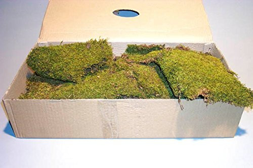 Plattenmoos 1kg in box, reicht für ca. 1-1,5m², Pa.-LxBxH: 56x28x10cm