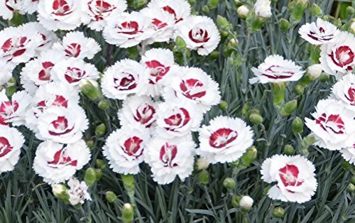 Dianthus Scent First® Coconut Sundae Pinks Perennial Garden Plug Plants Pack x6
