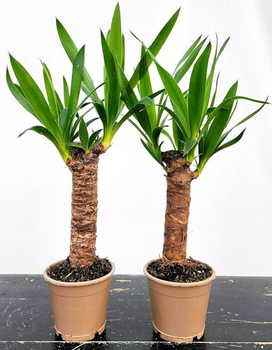 POWERS TO FLOWERS - YUCCA DA GIARDINO, ALTEZZA 35CM, 2 PIANTE, piante vere