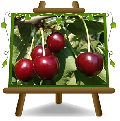 EURO PLANTS VIVAI Cerisier Doux Durone della Marca – Plante Fruitière - Pot ø 24/26 cm - Hauteur maximale 180 cm - Âge 4 Ans