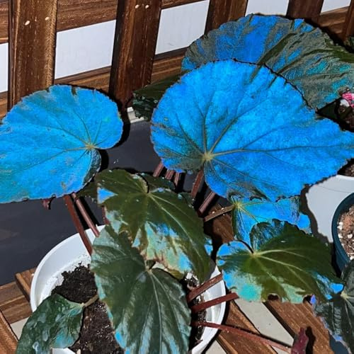 begonien kräutergarten hochbeete für garten gartenkräuter kräuterbeet zimmerpflanze topfpflanzen draußen winterhart kräutersamen winterharte kübelpflanzen kräuterbeet indoor 65samen
