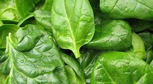 200 Graines d’Épinard Monstrueux de Viroflay - légumes potager - semences paysannes reproductibles - SemiSauvage