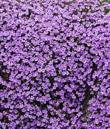 1000 Samen Blaukissen Aubrieta mehrjähriger, winterharter Bodendecker in Blau und Lila
