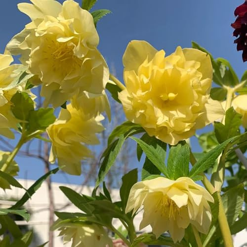 ChristroseSamen, Helleborus thibetanus, steingartenpflanzen stauden winterhart mehrjährig für sonnige plätze 150pcs