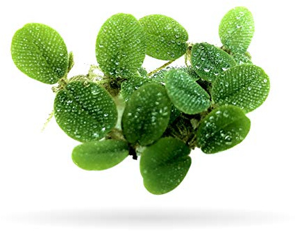 Aquarigram 100+ Leaves Water Spangles (+Mystery Plant) Salvinia Minima Aquarium Floating Plant