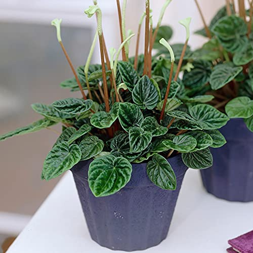 Peperomia Lilian - kühl Pflanze | 15-25cm getopfte Textur Hauspflanze