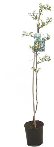 ARBOL FRUTAL NATURAL DE AZUFAIFO JIJOLERO M22 120-150CM (SEPTIEMBRE - OCTUBRE) PERFECTO PARA EXTERIOR