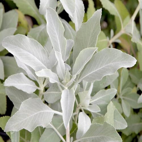 50 semi di salvia bianca