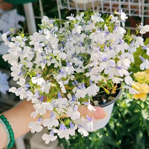 fiel a los hombres pradera de decorativas perenne fiel a los hombres Decoraciones de jardín al aire libre,. jardín semillas pradera Semillas 60semillas