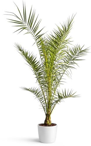 Palme Winterhart Für Außen PHOENIX XL 140cm/160cm - Palmen Winterhart Draußen - Palmen für draußen - Palme echt - Ideale Balkonpflanze