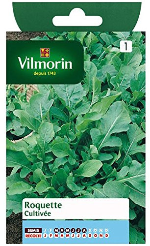 Vilmorin - Roquette cultivée