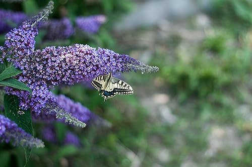 3 x Sommerflieder Empire Blue 40–60 cm im Topf | Buddleja davidii Flieder | Blühender Schmetterlingsstrauch winterhart & bienenfreundlich | sofort pflanzbar