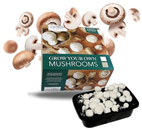 Carbeth Plants Mushroom Growing Kit - White Edible Champignon Kit - Grow Your Own White Button Suffolk Mushrooms - Fast Delivery - Perfect for Beginners and Kids as Educational Kit