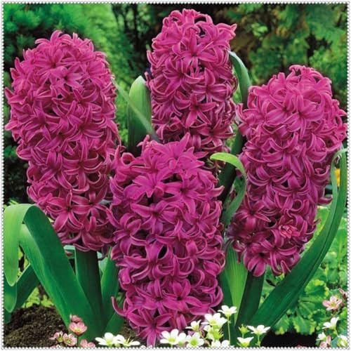 Giacinto Raro Elegante per Giardino/Tuberi Resistente e Perenne per Esposizione/Rizomi da giardino resistenti/Crescono vigorosamente in vaso-6 rizomi-F