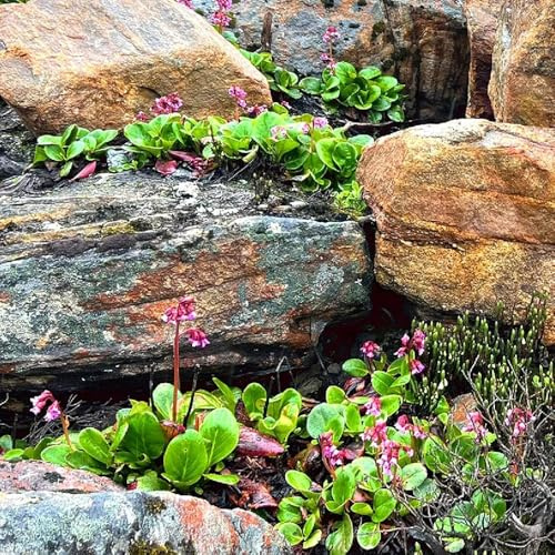 semillas de bergenia - bergenia cordifolia - perenne resistente que cubre el suelo, otoño resistentes Jardín de interior, 200pcs
