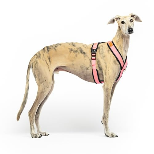 Reflective Anti-Pull Harness in Y Shape - Ideal for Sighthounds: Italian Greyhound, Whippet, Greyhound - Safe, Breathable, and Durable - Perfect for Walking, Training, and Running - Pink, M