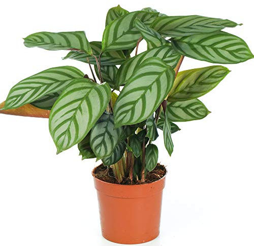 Calathea Compact Star Zimmerpflanze fürs Zuhause oder das Büro