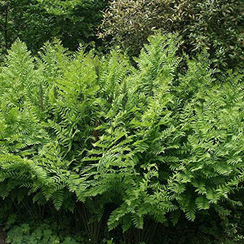 Plant Theory 2L Pot Royal Fern Osmunda Regalis Hardy Outdoor Ferns Jungle Plant Trunks
