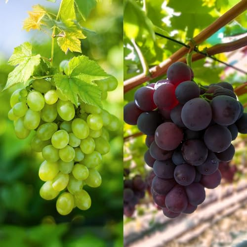 Vitis vinifera Vanessa & Himrod - Vitis vinifera - Uvas blancas y moradas sin semillas - 2 plantas - planta frutal - 15 cm - altura 50 cm