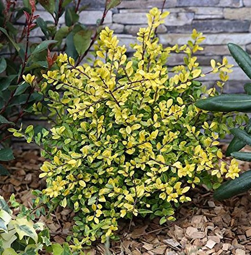Gelber Bergilex Stechpalme 15-20cm - ilex crenata - lebende Gartenpflanze aus den Baumschulen