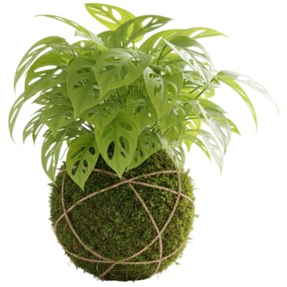 Kokedama Tradicional Japonesa Monstera Monkey Leaf | Planta Natural Viva DECOALIVE