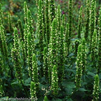 Agastache 'Green Candele' Verdi Poker Agastache Nepetoides perenne 50 Semi