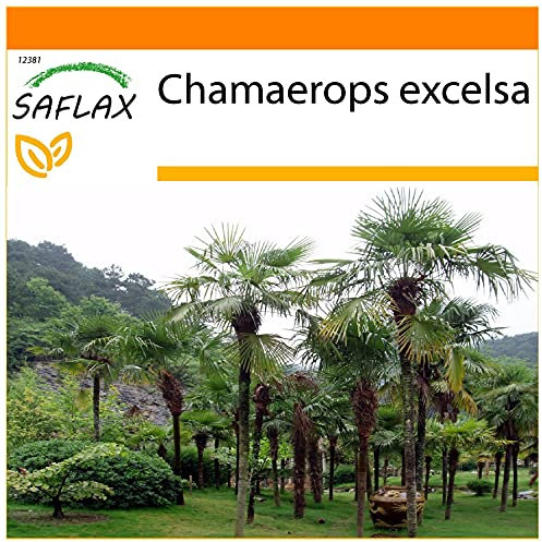SAFLAX - Garden in The Bag - Chinese Windmill Palm - 10 Seeds - Chamaerops excelsa
