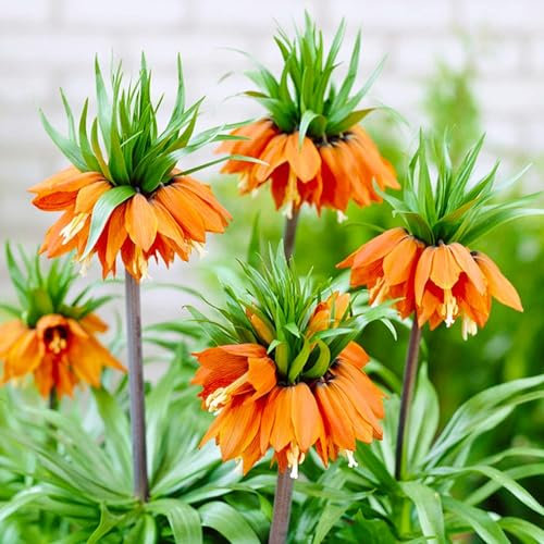 Bulbi Fiori Perenni da Esterno - 5 Bulbi Fritillaria Imperialis Arancione - Piante esclusive dall’Olanda - per giardino e vaso (non semi, non artificiali)