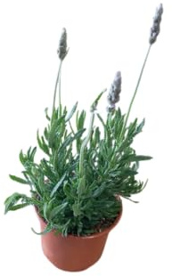 Lavanda Aromática Natural Planta de Fácil Cuidado para el Jardín y la Terraza