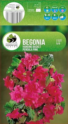 AGRONOM | BEGONIAS - PINK | Bulbos de flores perennes | Flores rosas | Cultivadas en jardines de flores, macetas y céspedes floridos | 2 bulbos