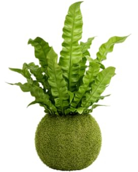 Kokedama Asplenium Helecho Nido de Ave Planta Viva de Interior | DECOALIVE Decoración Natural