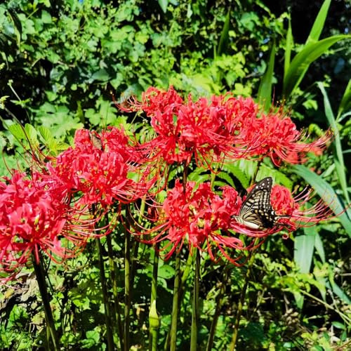 Lycoris radiata, giglio ragno, giardino balcone rialzato con letto arredamento del soggiorno decorazioni per esterni roccioso in 20bulbi