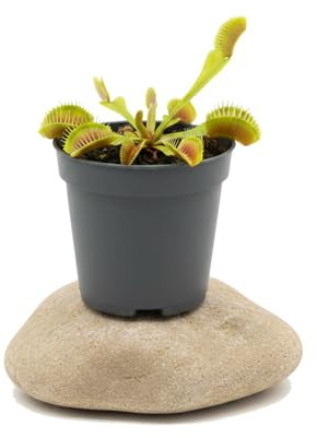 DECOALIVE Planta Carnívora para Interior Dionaea Muscipula Maceta 8 cm Altura 10 cm Planta Carnívora Pequeña para Decoración Moderna